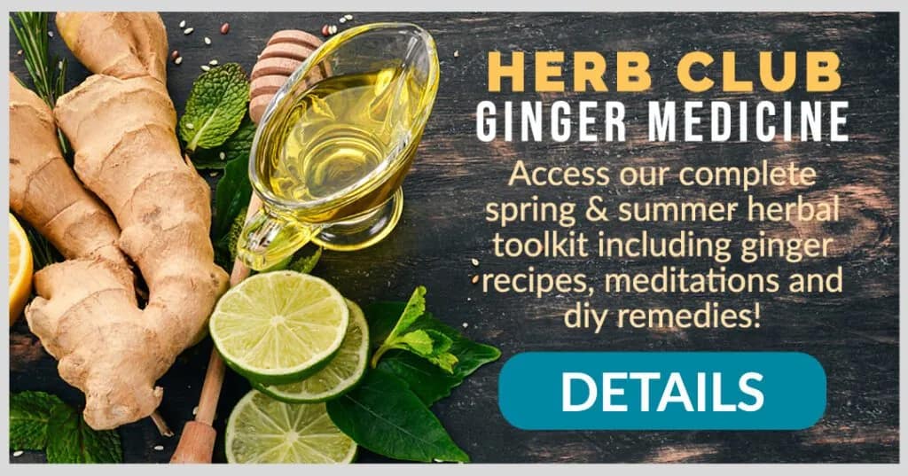 Ginger medicine herbal uses