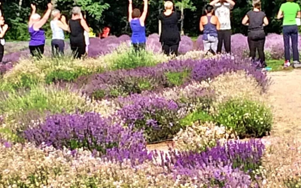 Calming lavender farm